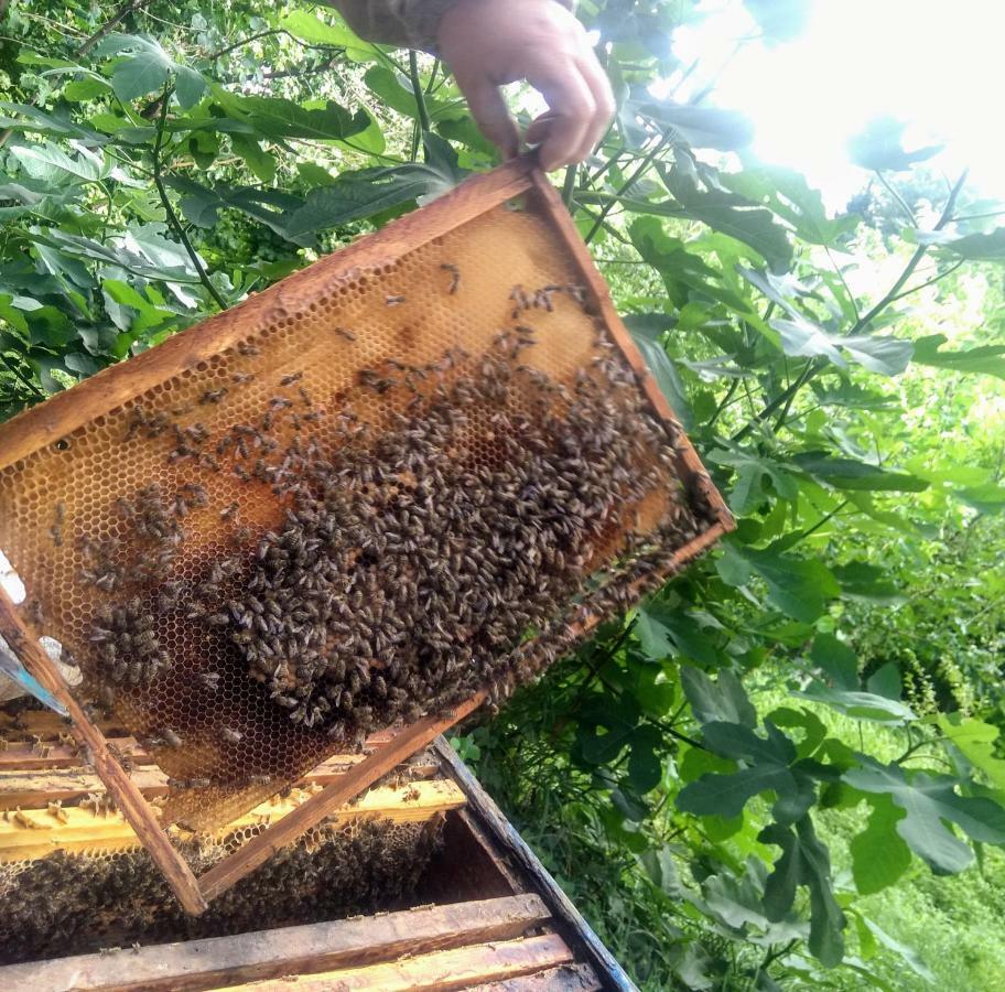 Beehives Daire Kutaisi Dış mekan fotoğraf